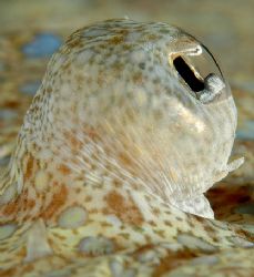 I was able to swim right up to this flounder on a recent ... by David Heidemann 